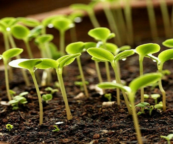 Eau oxygénée 20 utilisations dans la maison et le jardin accélérer la germination des graines