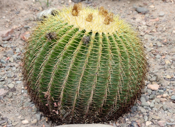 Plantes succulentes comestibles et leurs bienfaits pour la santé cactus baril