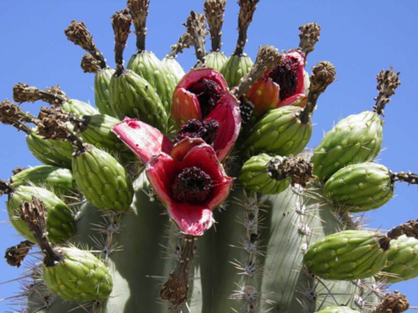 Plantes succulentes comestibles et leurs bienfaits pour la santé cactus saguaro fruit