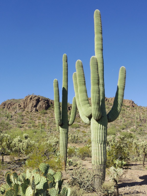 Plantes succulentes comestibles et leurs bienfaits pour la santé cactus saguaro