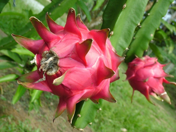 Plantes succulentes comestibles et leurs bienfaits pour la santé fruit du dragon pitaya
