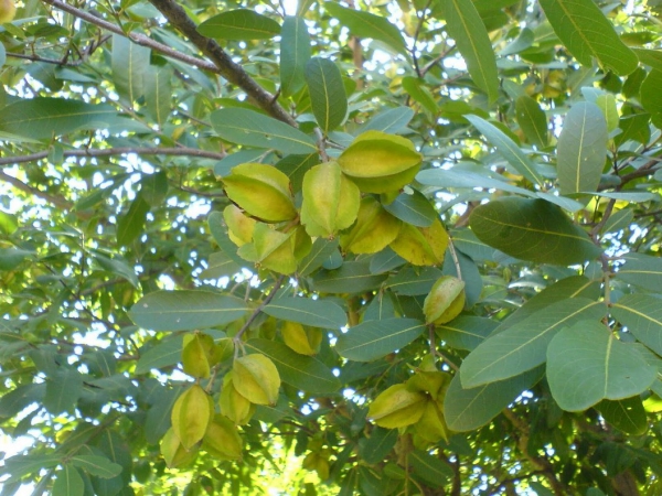 Terminalia arjuna feuilles et fruits