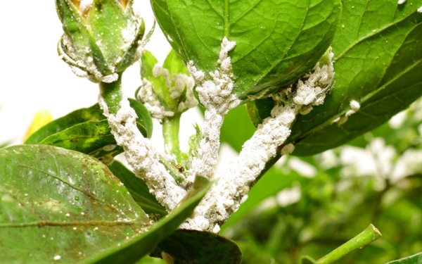 Comment se débarrasser de la cochenille