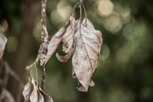 Traitement anti-cochenille 8 astuces pour se débarrasser des parasites feuilles mortes