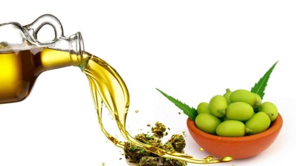 Traitement anti-cochenille 8 astuces pour se débarrasser des parasites huile de neem
