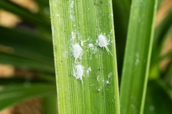 Traitement anti-cochenille 8 astuces pour se débarrasser des parasites parasites sur les feuilles des plantes
