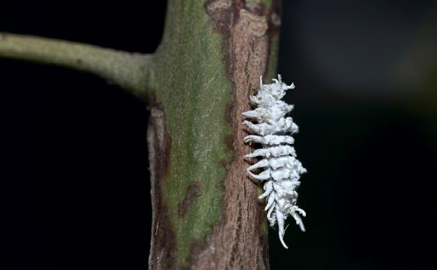 cochenille
