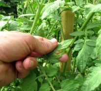 Bicarbonate de soude dans le jardin pour une récolte saine et abondante (3)