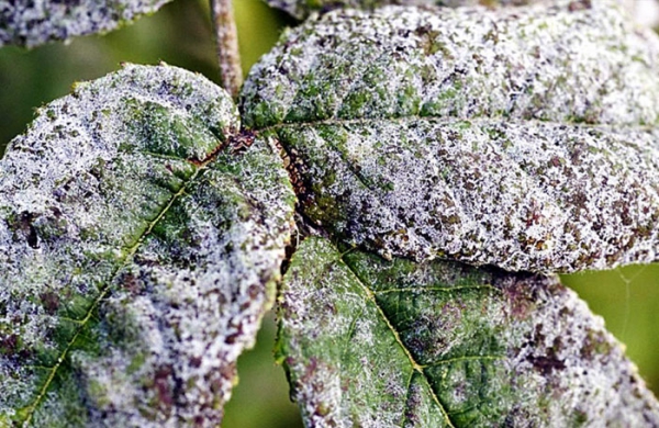 bicarbonate de soude maladie sur les feuilles