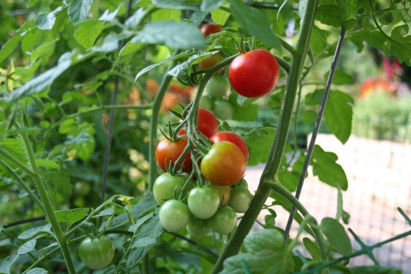 bicarbonate de soude tomates dans le jardin