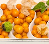 Le fruit physalis : pourquoi l’applique-t-on dans la cuisine et la médecine? (4)