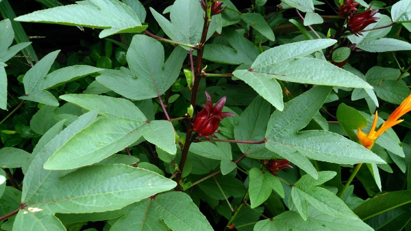 thé d’ hibiscus plante de karkadé