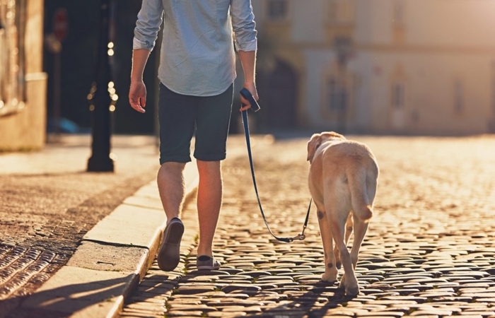 comment rafraîchir un chien conseils promenade