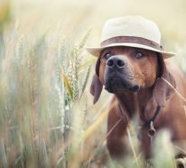 Canicule : comment rafraîchir un chien et le protéger de la chaleur (4)