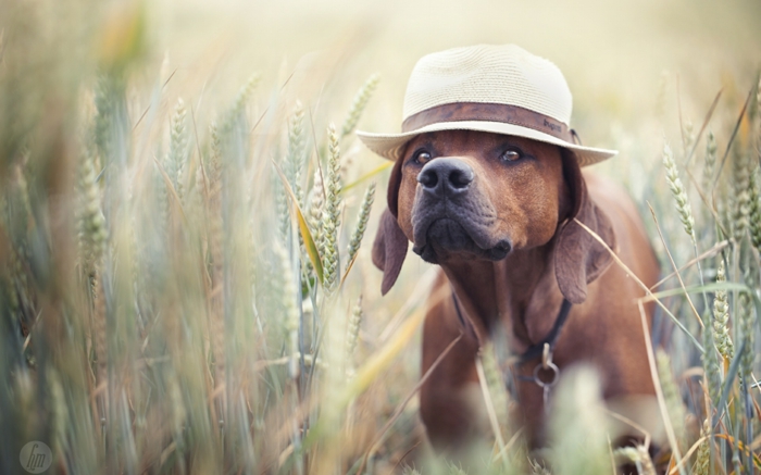 comment rafraîchir un chien idée chien avec un chapeau sur la tête