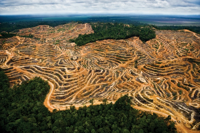 déforestation indonésie huile de palme jour du dépassement