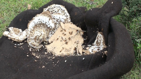 déstruction de nid de guêpes