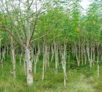 Les bienfaits du moringa : 5 profits de l’arbuste magique qui peut rajeunir (1)