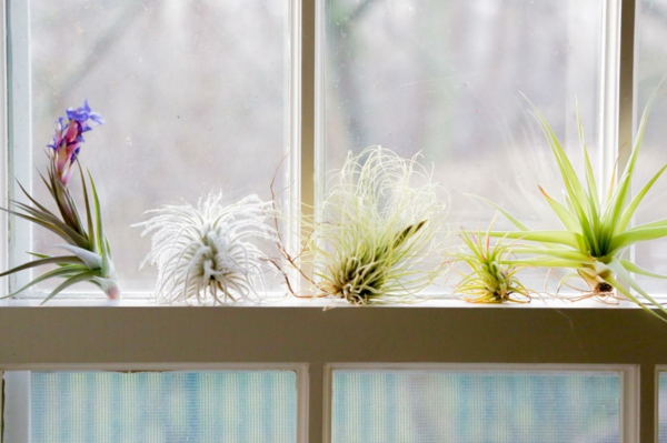 déco de fenêtre avec des plantes Tillandsia