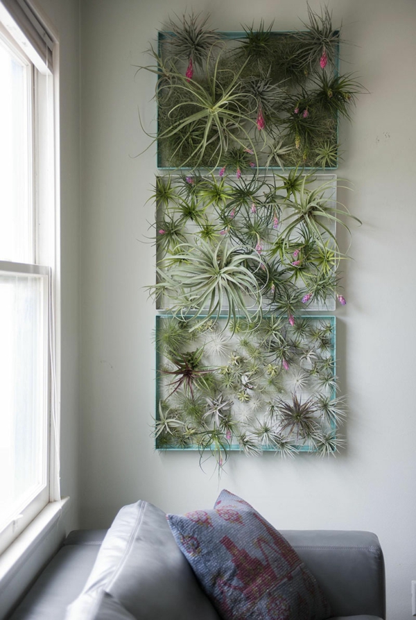 déco murale de salon avec des plantes Tillandsia