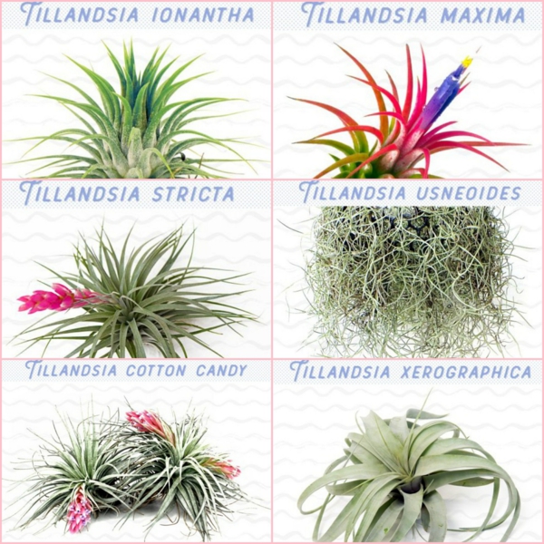 espèces de plantes Tillandsia à cultiver chez soi