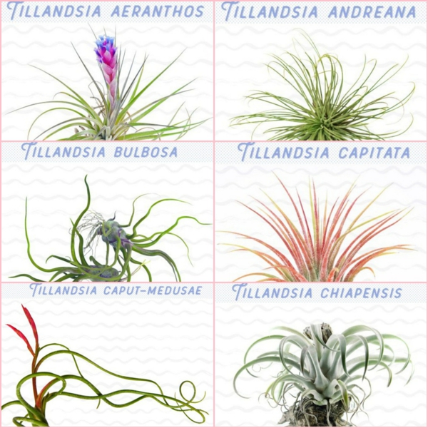 espèces de plantes Tillandsia à cultiver chez vous