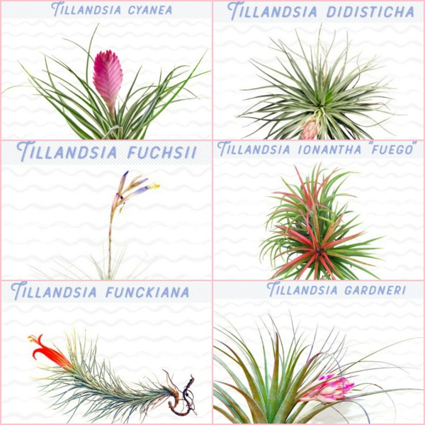 espèces de plantes Tillandsia à cultiver à la maison