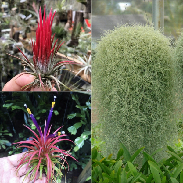 espèces de plantes Tillandsia