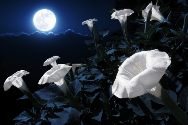 fleur de lune beauté céleste