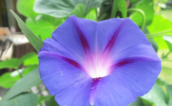 fleur de lune bleu-violet