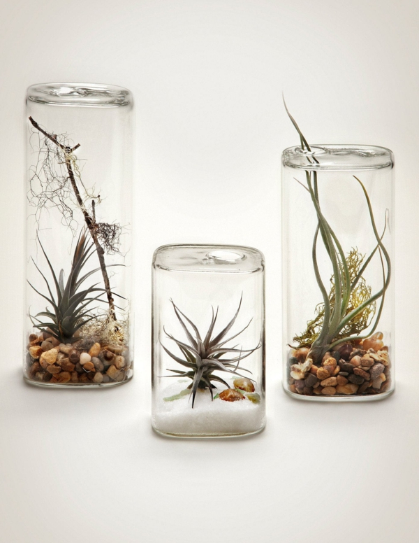 idée déco avec des plantes Tillandsia et récipients en verre