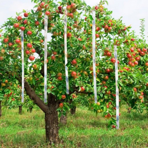 comment chasser les merles du jardin belle récolte de pommes