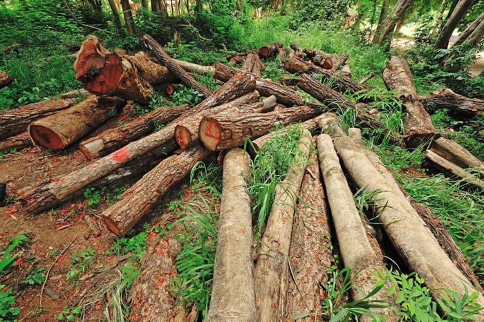 déforestation amazonie leonardo dicaprio