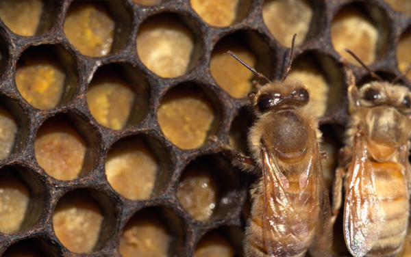 les abeilles le travail des ouvrières