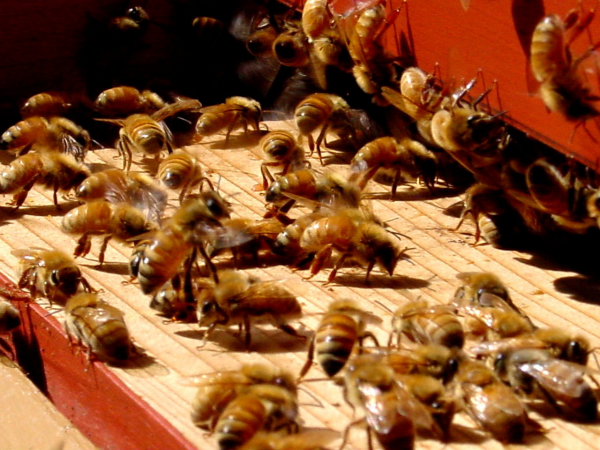 les abeilles nourrissement en août
