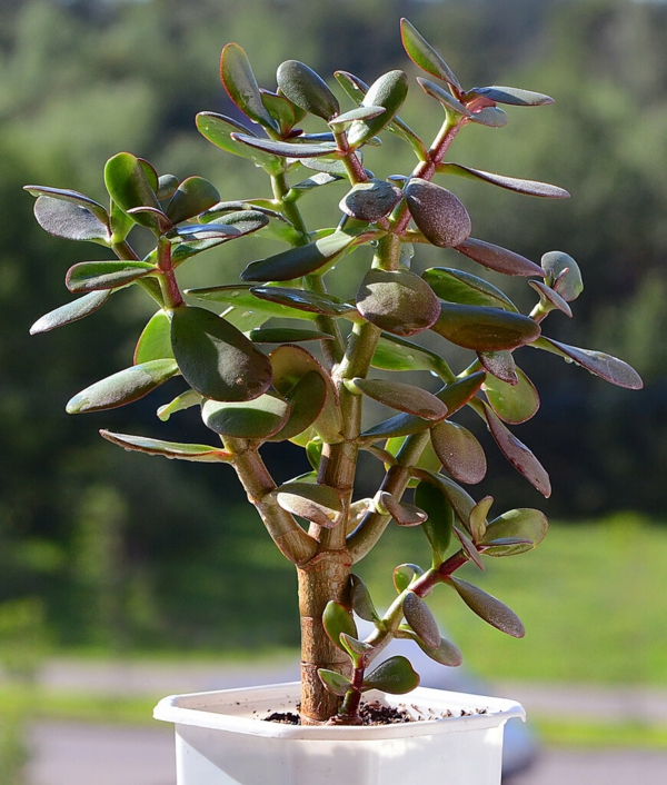 plante feng shui porteuse d'énergie positive arbre de jade