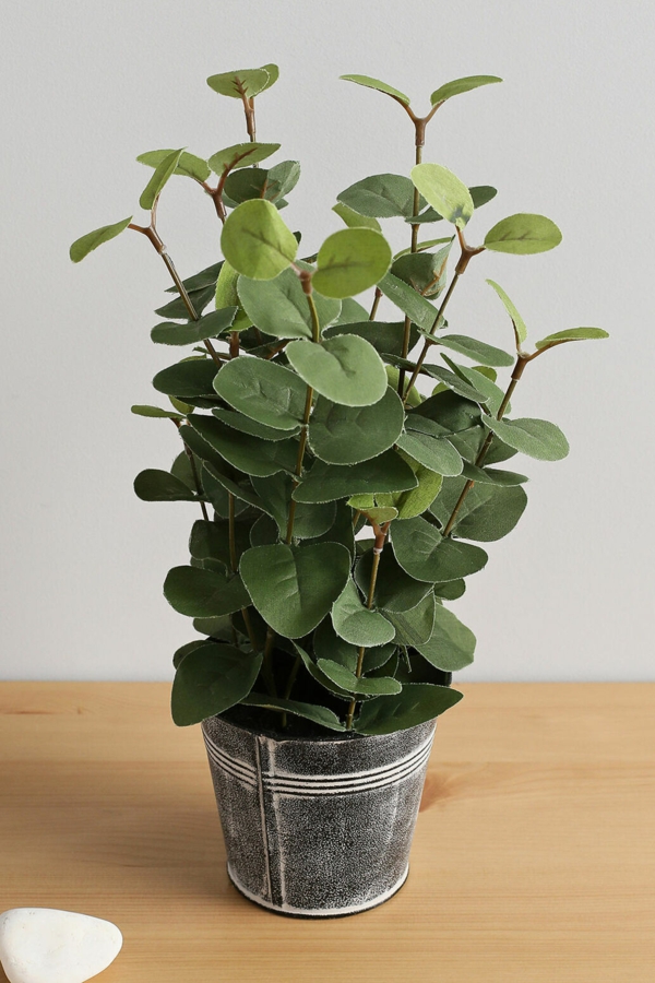 plante feng shui porteuse d'énergie positive eucalyptus