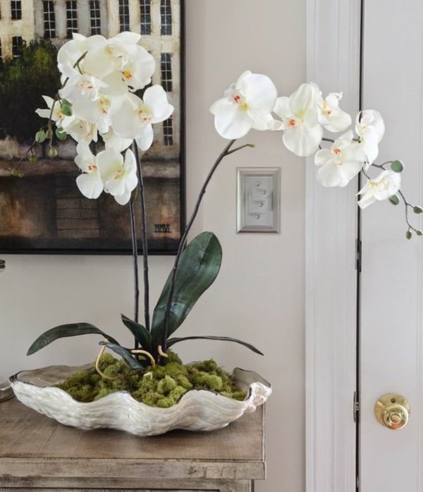 plante feng shui porteuse d'énergie positive orchidée