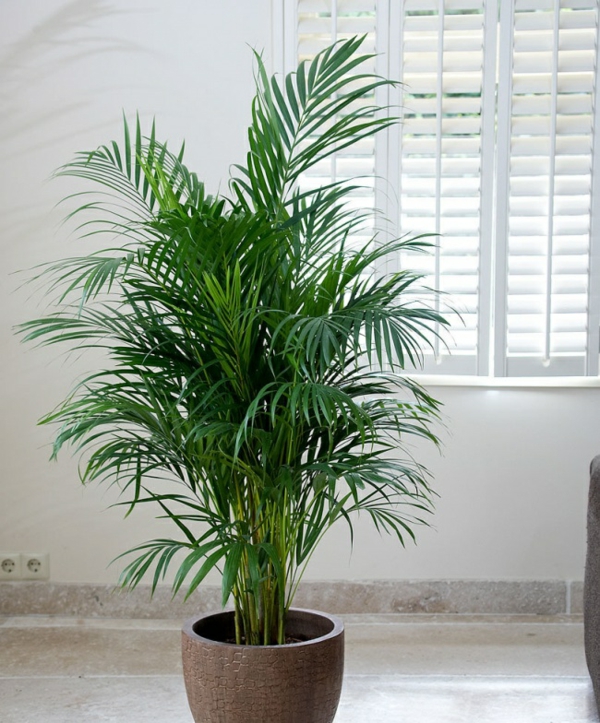 plante feng shui porteuse d'énergie positive palmier areca
