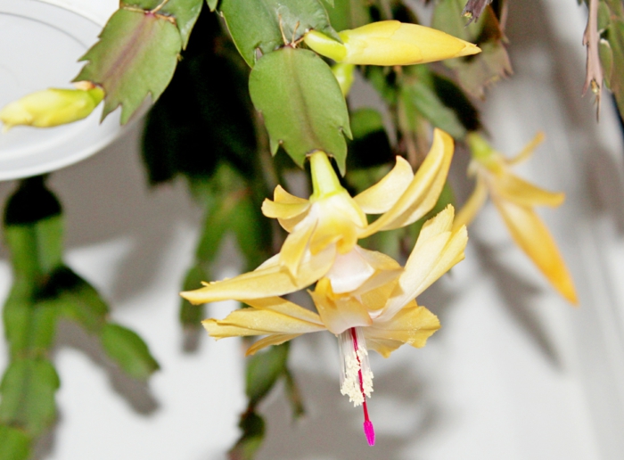 plante schlumbergera couleur jaune