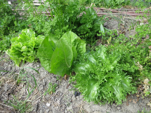 planter les salades feuilles différentes