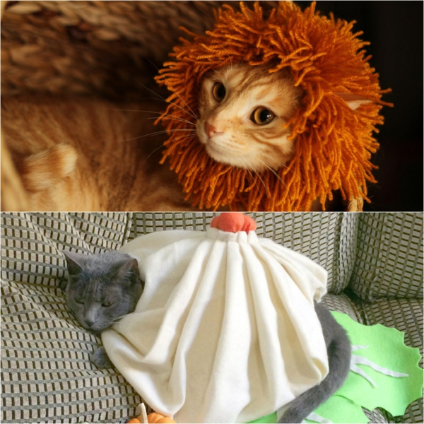 bricolage halloween déguisement pour chat