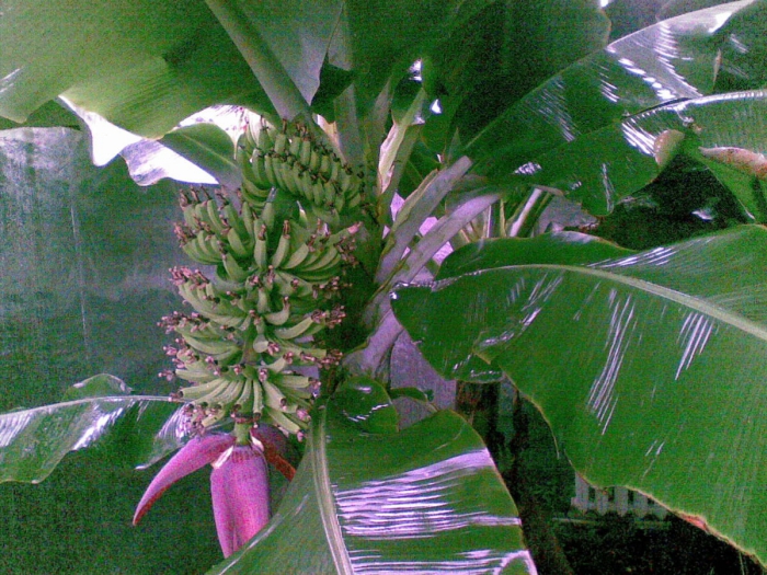 planter banane une inflorescence