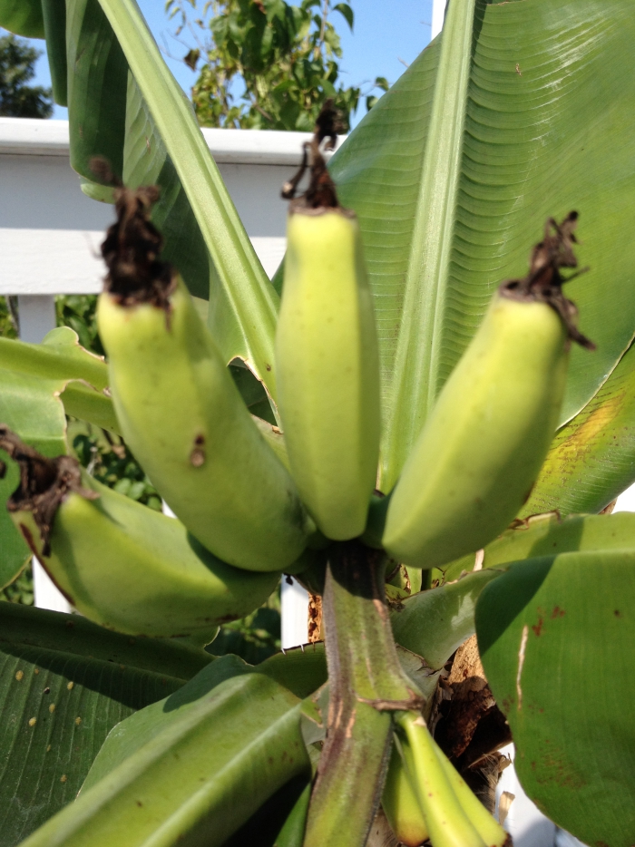  planter banane en période de mûrissement