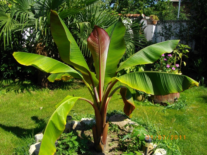  planter banane au milieu du jardin