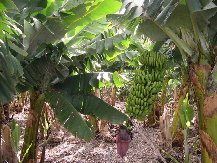 planter banane des bananiers