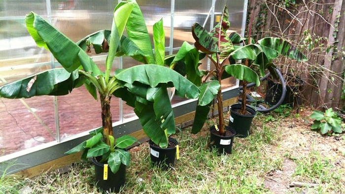  planter banane bien développées