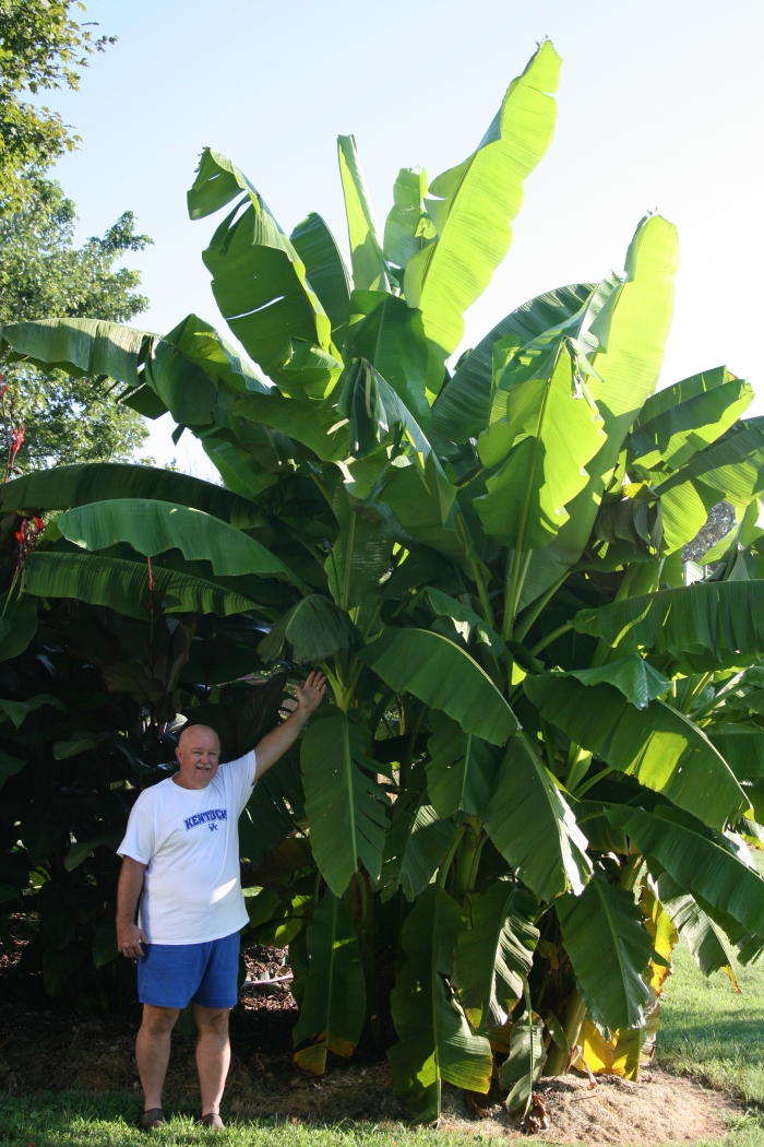 planter banane 4 à 5 mètres