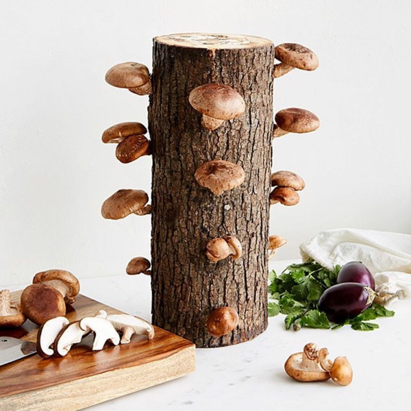 idée cadeau noël papa kit culture de champignons