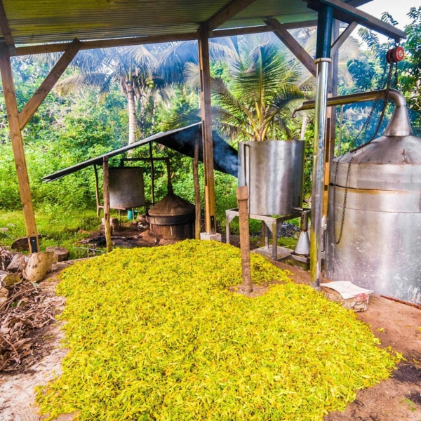 distillation huile essentielle ylang ylang île de mayotte